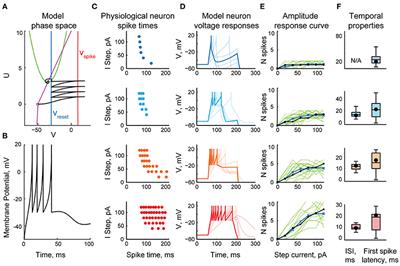 Emergence of Selectivity to Looming Stimuli in a Spiking Network Model of the Optic Tectum